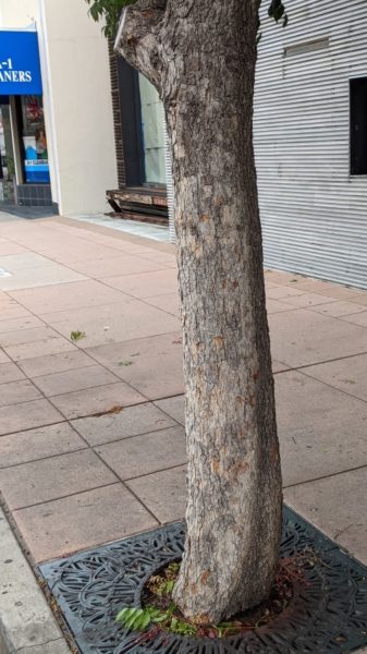 a single trunk rising from a sidewalk, light grey and brown with small ridges.