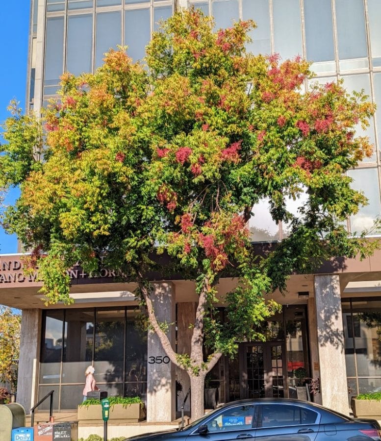 a green and red canopy of a female pistacia chinensis tree.