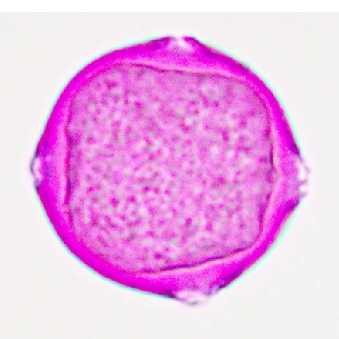 a fuchsine stained round pollen of pistacia chenensis with four pores visible on the edges