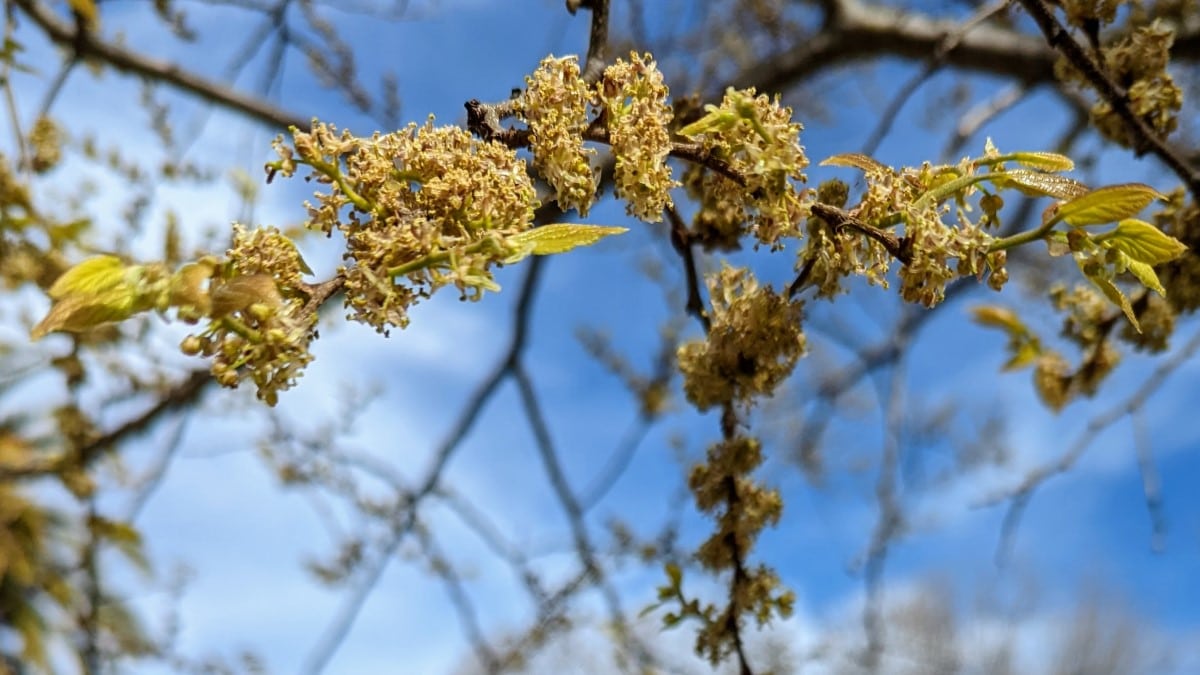 CeltisHackberry pollen allergy a quick guide w/ photos. » Allerma™
