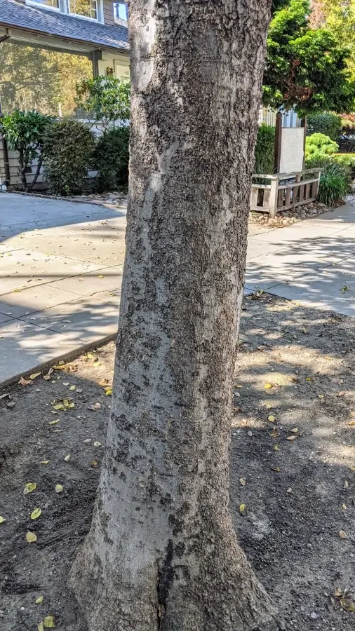 A single tree trunk with dark grey wart like scales over a light grey bark
