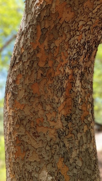 a flaky red and grey tree trunk
