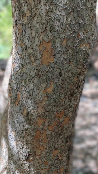 a flaky tree trunk with more grey than golden-red