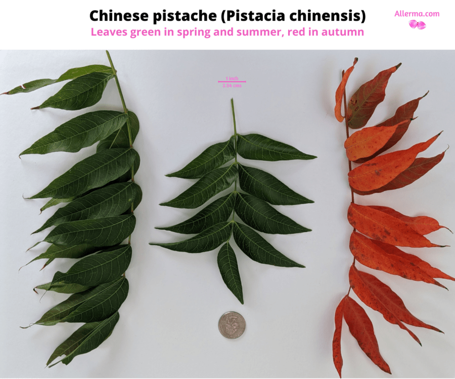 three set of compound leaves of Chinese pistache, one of which is red and two are green. The leaves alternate on the twig are 9 to 15 in numbers on different sets