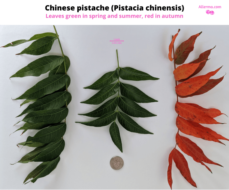 three set of compound leaves of Chinese pistache, one of which is red and two are green. The leaves alternate on the twig are 9 to 15 in numbers on different sets