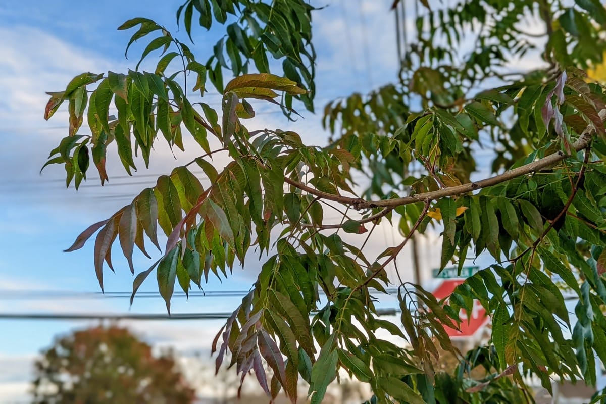 Chinese pistache allergy a quick guide w/ photos. » Allerma™