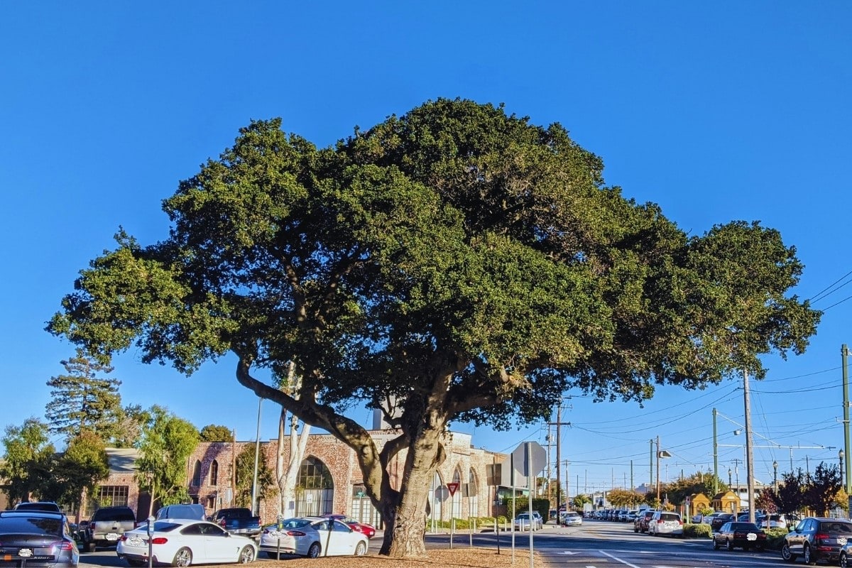 Oak tree allergy a quick guide w/ photos. » Allerma™