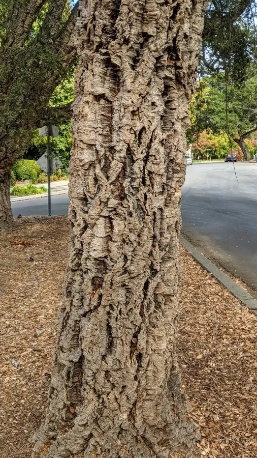 A rough ridged soft woody tree trunk of cork oak