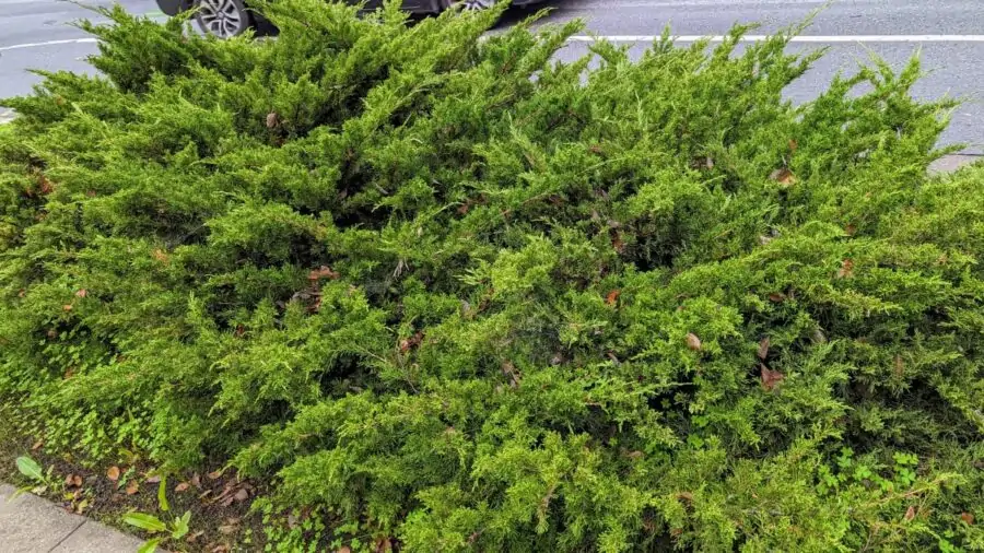 an uncurated, wiry, twisty, low and dense creeping juniper bush. Always check for present of brown tiny cones to see if the juniper is pollen producing and can potentially cause allergies.