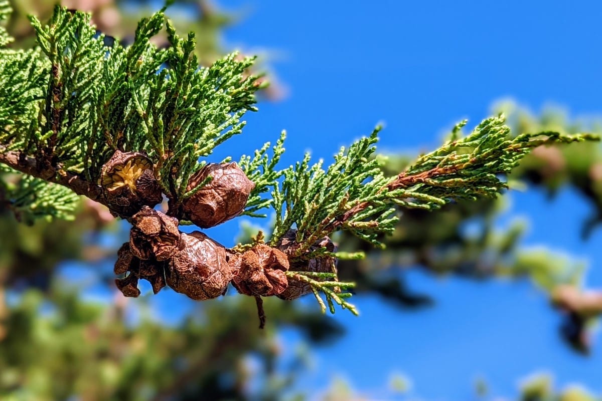Round, brown, scaly female cones and green scaly leaves of cypress
