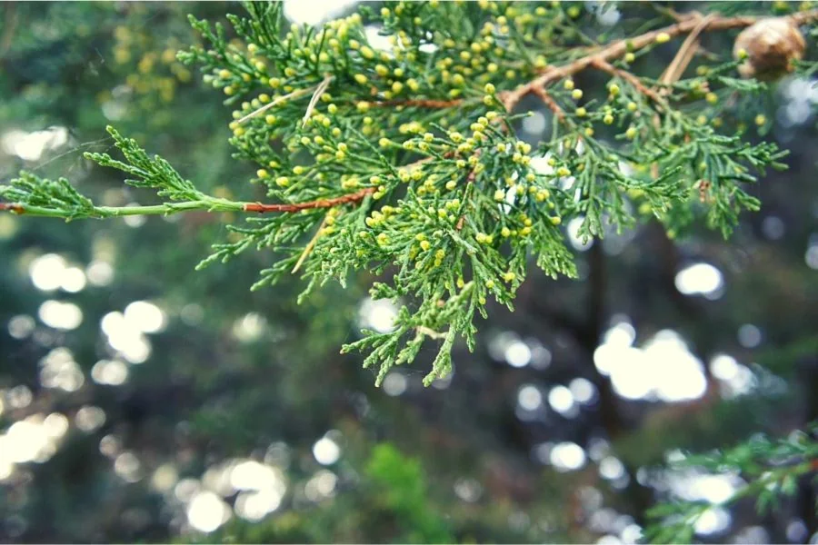 tiny male yellow cones on tips of green scaly leaves of cypress tree