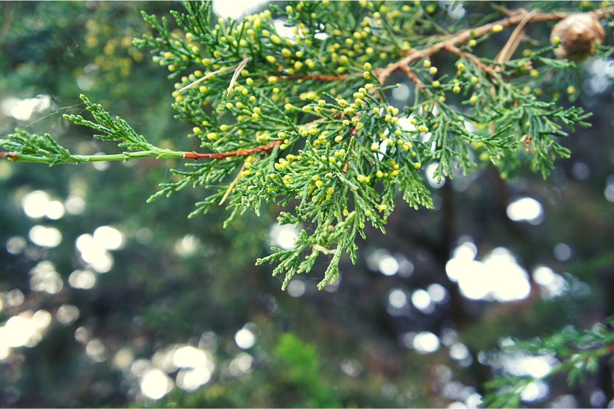 Cypress tree allergy (Cupressus) a quick guide w/ photos. » Allerma™