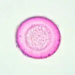 A pink coin like round pollen with granular center