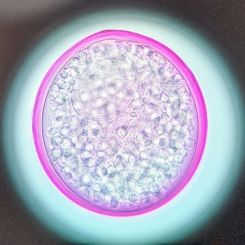 A round pollen, pink stained, with granular cytoplasm.