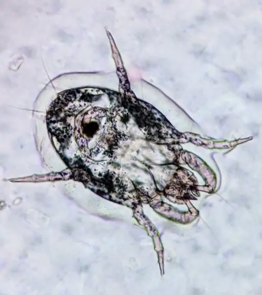 A male mite with six visible legs spread out and two curled in.