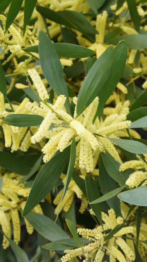 Bright yellow inflorescence of wattle among narrow green leaves that are about four inches long and one inch wide