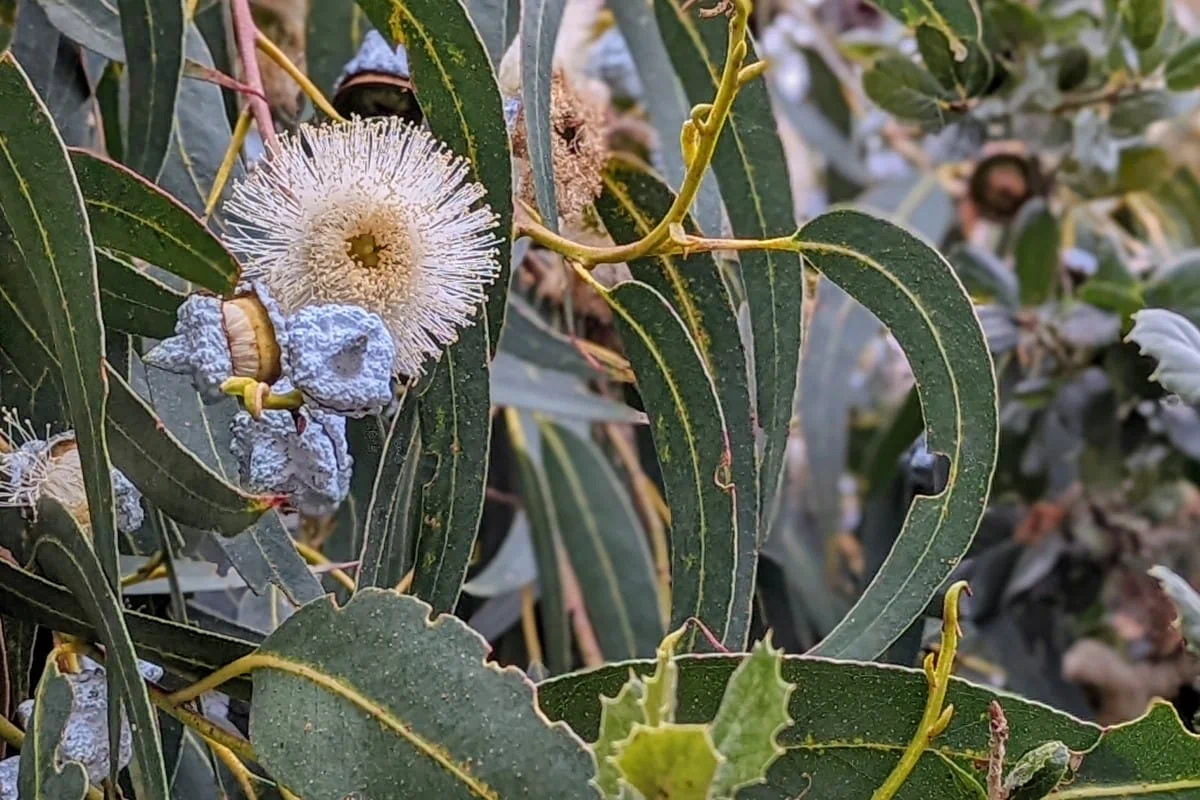 A white brush like flower among long narrow leaves of eucalyptus.