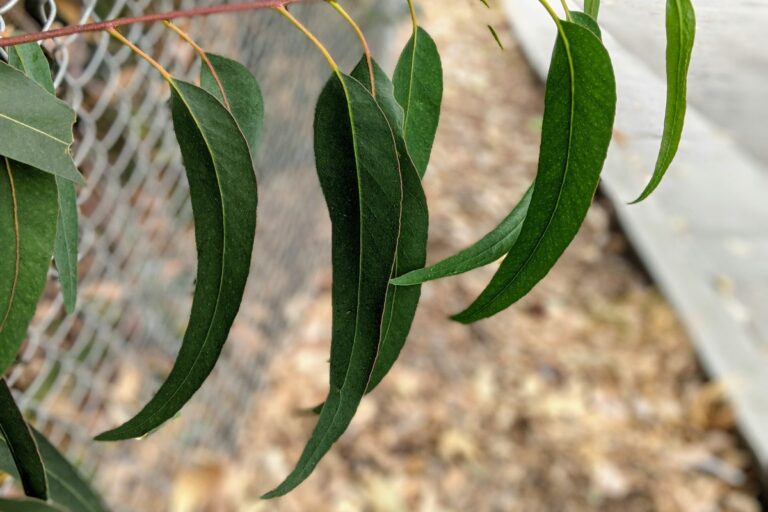 Eucalyptus allergy a quick guide w/ photos. » Allerma™