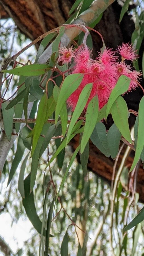 pink flowers, about 1 to 2 inches in size, with brush like stamens, among green leaves.