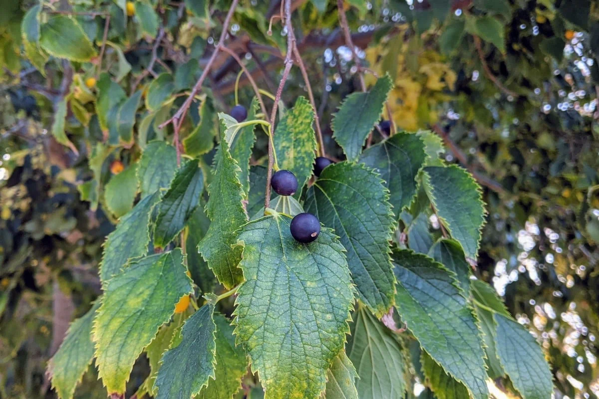 black berry like fruit and sharp tooth edged green leaves