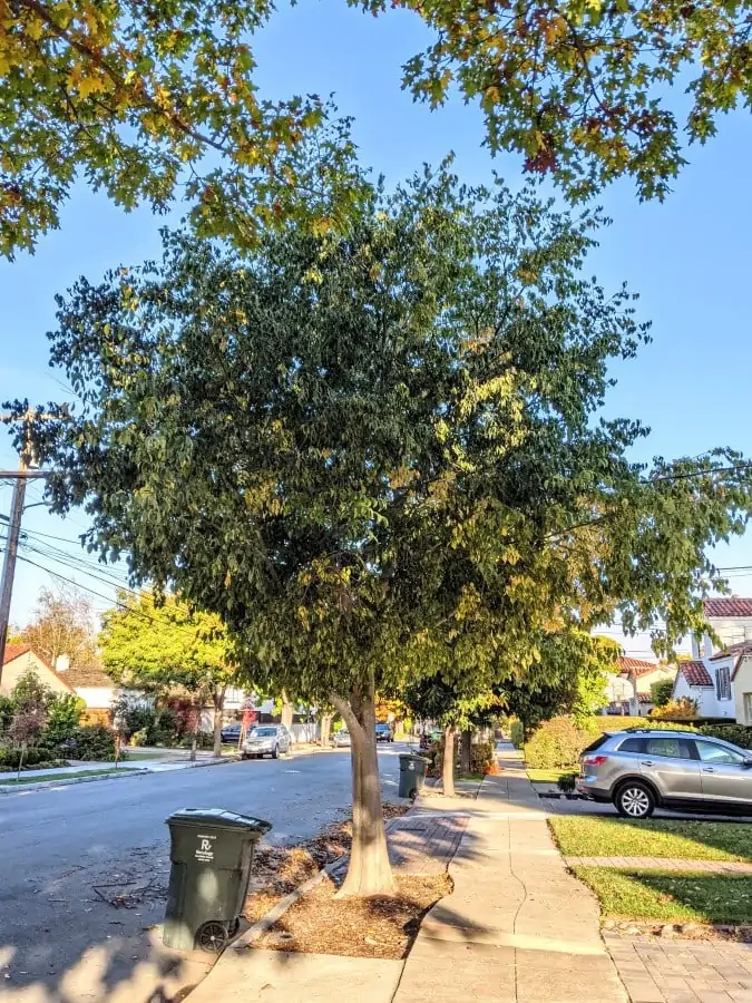 a small European hackberry tree with single trunk and green canopy