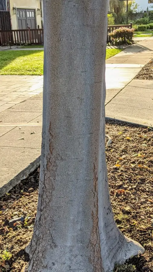 straight, smooth light grey tree trunk .