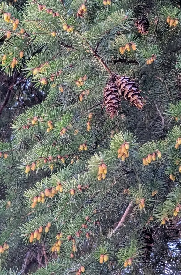Among needle like green leaves are about half inch long, yellow male cones and dark brown mature female cones, which are about 3 inches long.