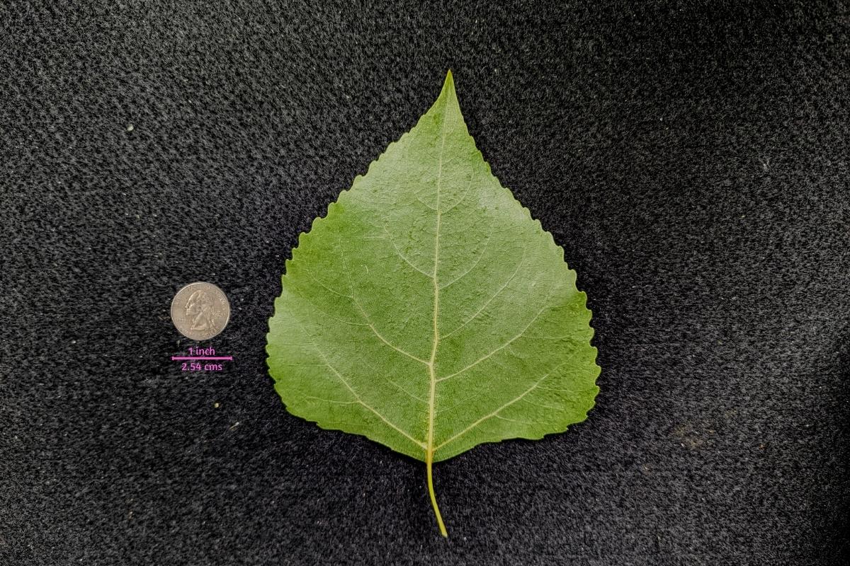 Poplar, Cottonwood, Aspen (Populus) a quick guide w/ photos.