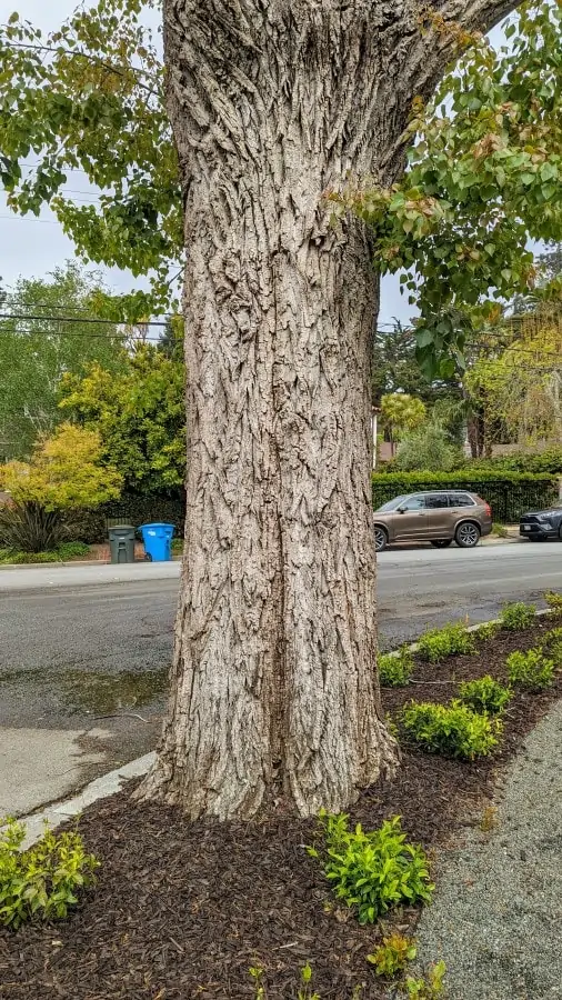 A single straight grey trunk with irregular ridges rise up to 10 feet with not branching out. Some leaves are visible on the top of the picture, which is the beginning of the green canopy.