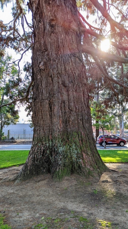 Redwood pollen allergy (Sequoia) a quick guide w/ photos. » Allerma™