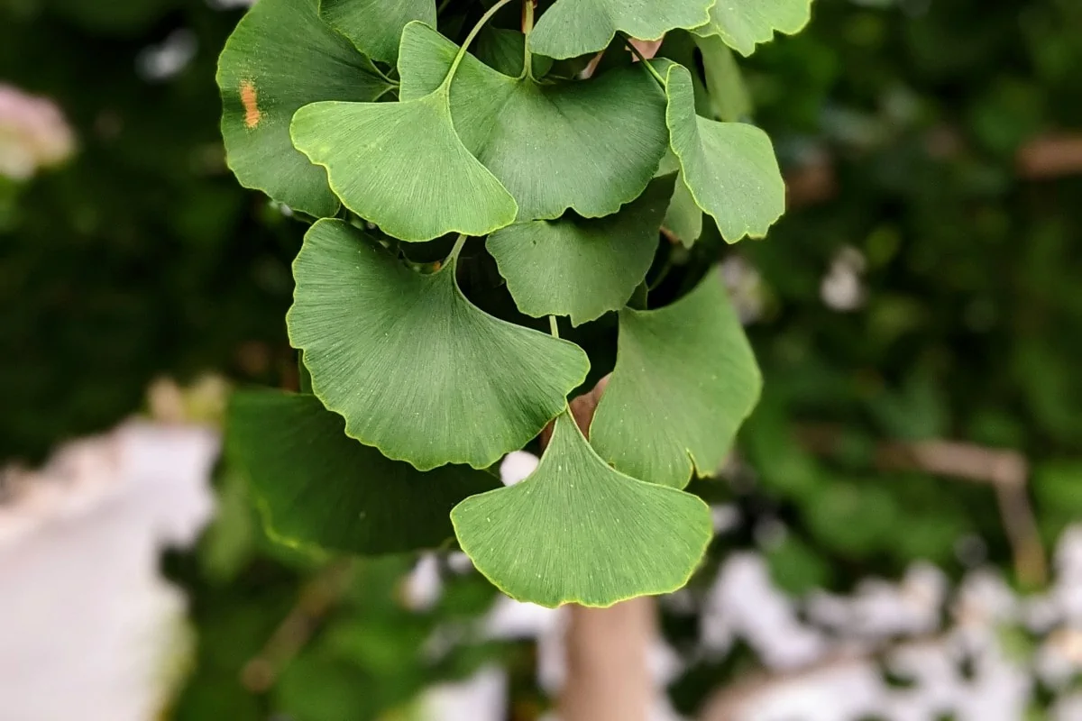 about 9 green ear shaped leaves of gingko hanging from the tree