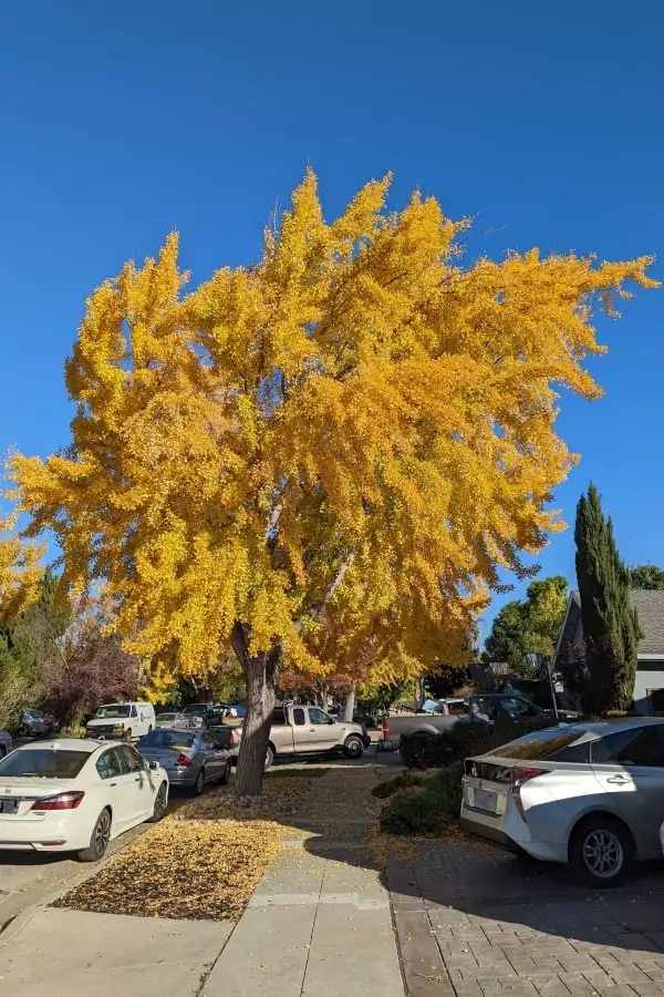 A bright orange-yellow tree with a dense canopy