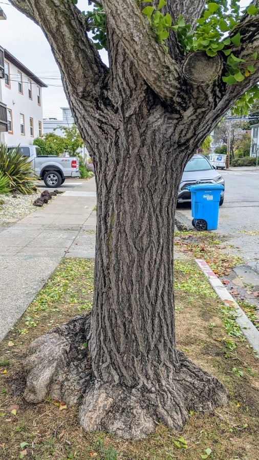 a brownish-grey, irregularly ridged bark and single tree trunk