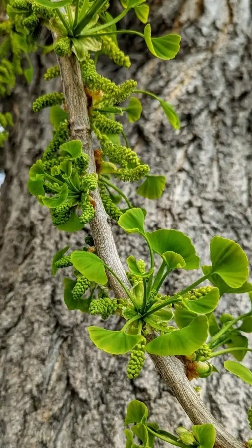 a long branch of a tree with its large trunk in the background. The branch has green new leaves and some beady catkins that are about one inch long.