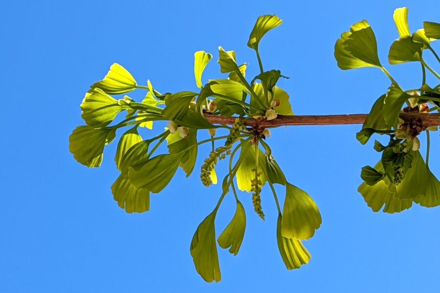 Several green fan-like leaves of ginkgo and a couple of one inch long catkins hanging on a tree branch
