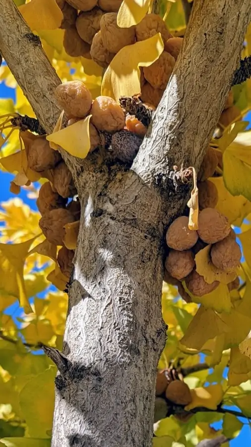 Fleshy, wrinkly, yellow fruit balls, about 1 inch in size, in a bunch packed around the tree branch.