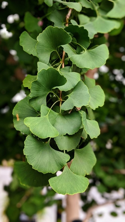About 15, green, fan-shaped, leaves on a twig.