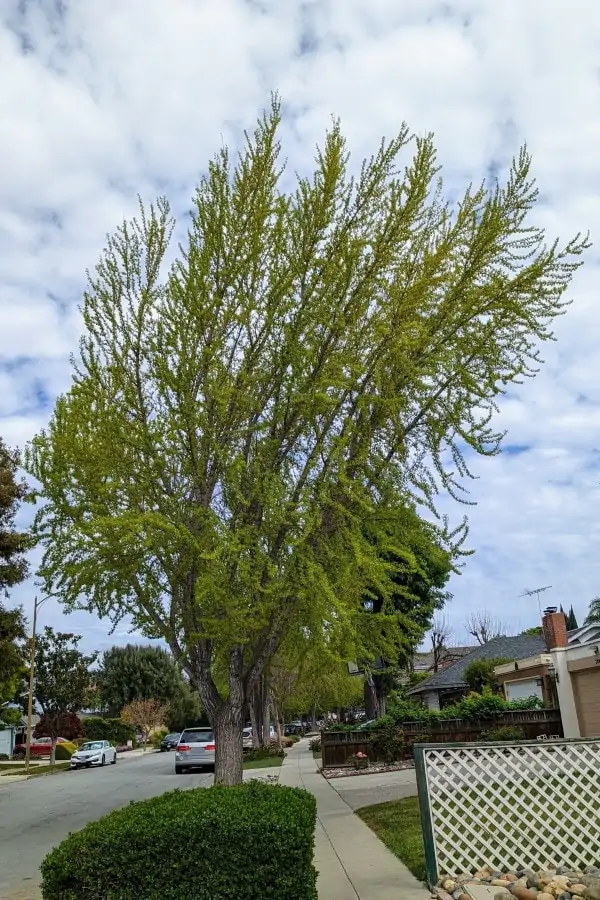 A tree, about 25 feet tall, with a green spread canopy
