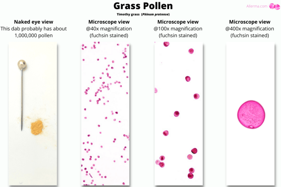 Grass allergy - A beginner's guide w/ photos » Allerma™