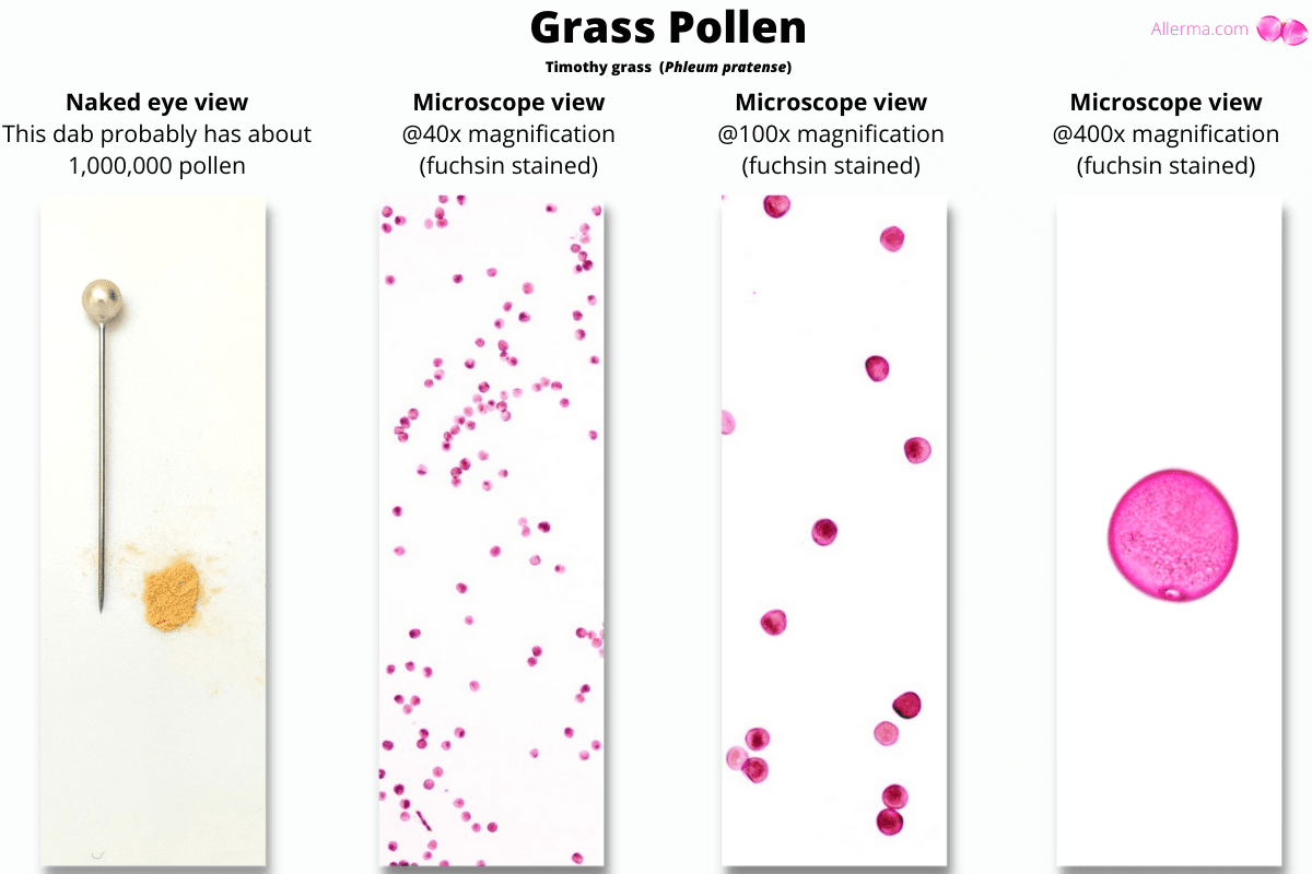 Four slide like photos. 1 a dab of yellow pollen next to a pin, 2: pollen at 40x magnfication, 3: pollen at 100x 4: pollen at 400x