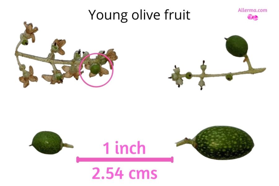 Four stages of olive fruit growth. Small tiny peanut sized on the top left is a baby olive and the bottom right is young green olive with white freckles.