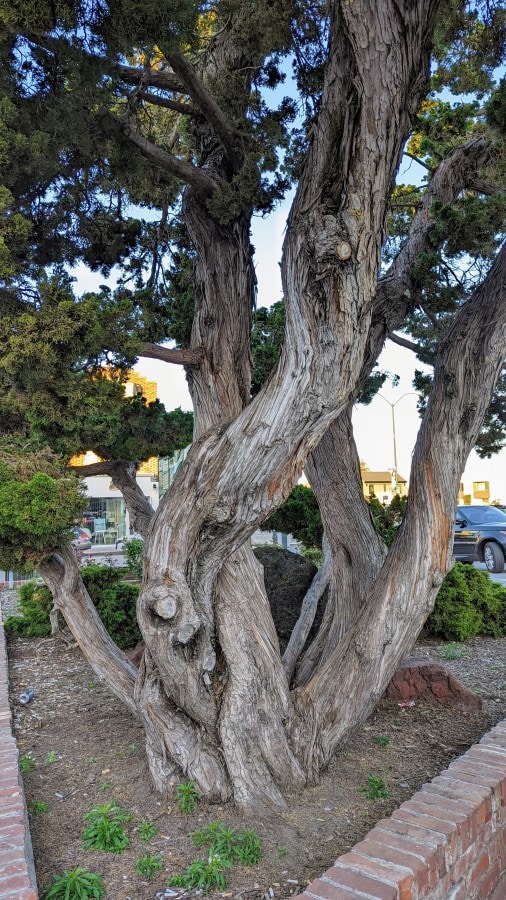 5 tree trunks, grey, twisting around each other.