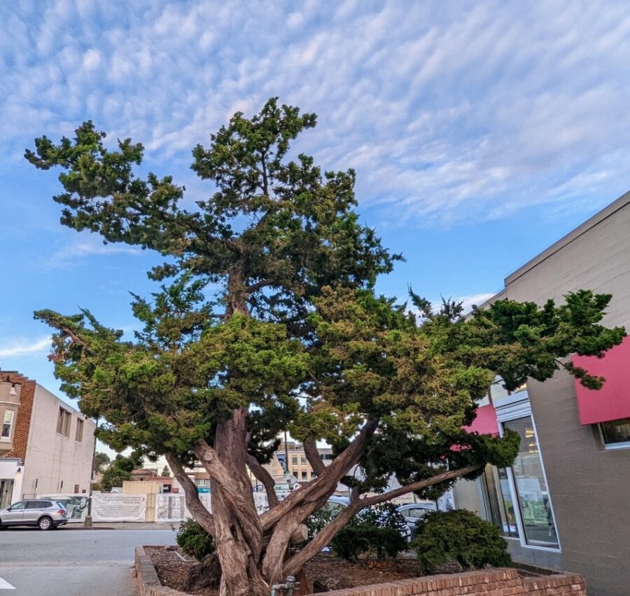 A wide canopy juniper tree with multiple trunks and wiry, twisty foliage.