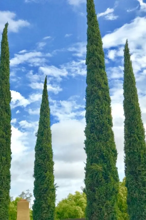 four green upright narrow conical trees.