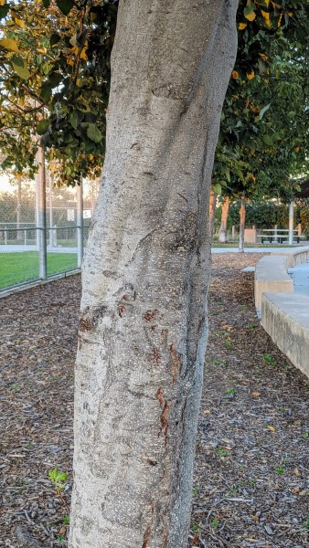 gray colored single tree trunk