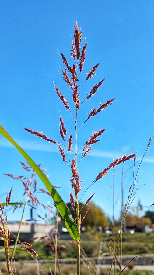 Several purple spikes and large green blade of grass.