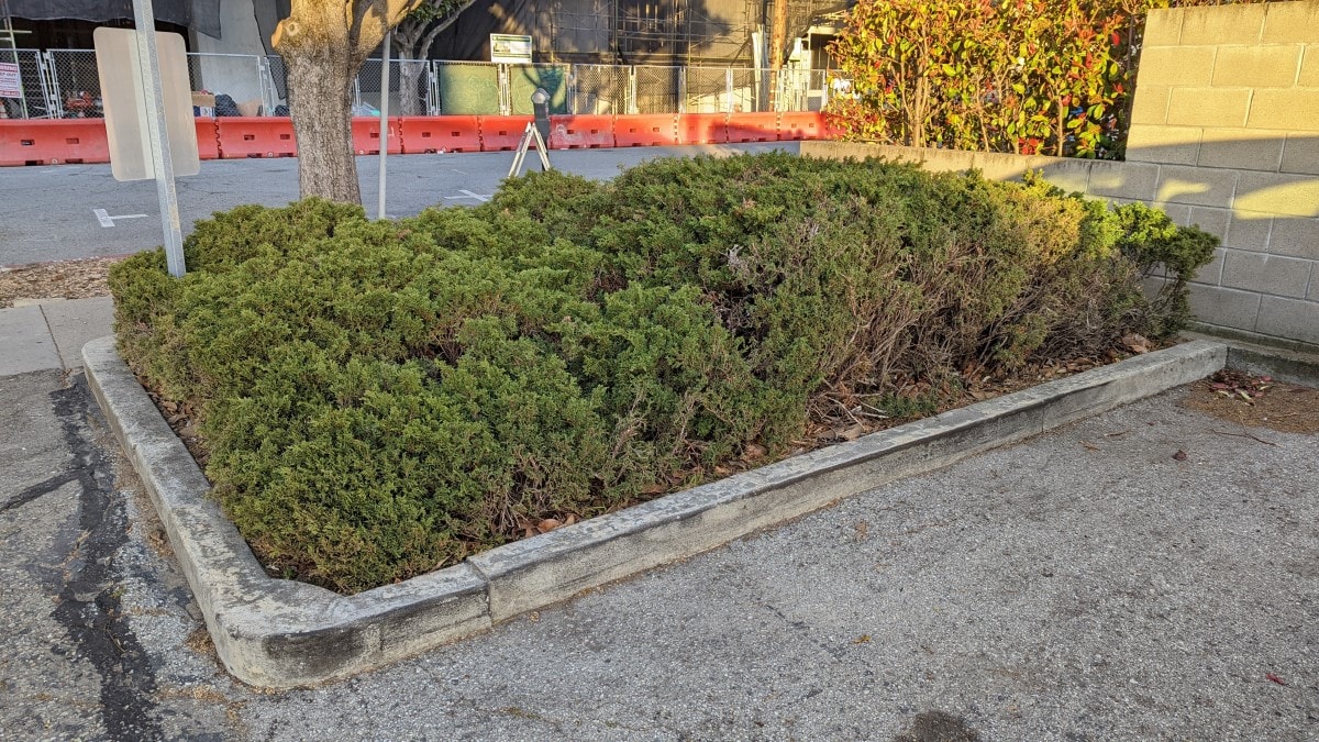 Juniper pollen allergy (Juniperus) a quick guide w/ photos. » Allerma™