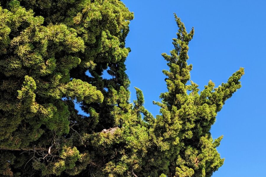 Juniper pollen allergy (Juniperus) a quick guide w/ photos. » Allerma™