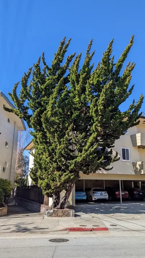 A western juniper tree with pointy twisty foliage