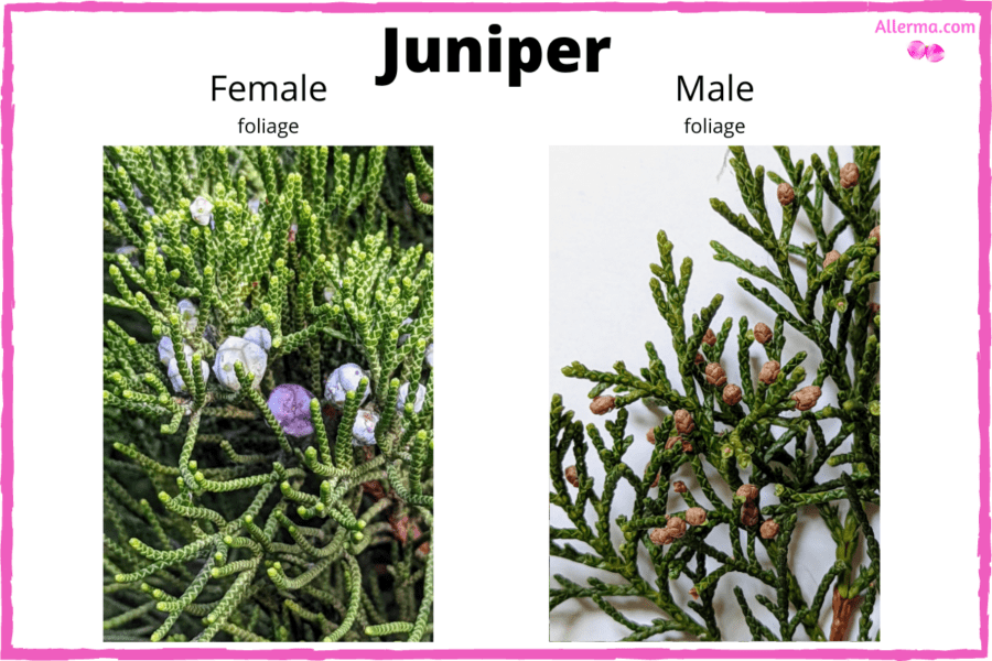 Juniper foliage: Two photos Left: female foliage with berry like fruit and scaly leaves. Right: small brown cones on tips of the twig.